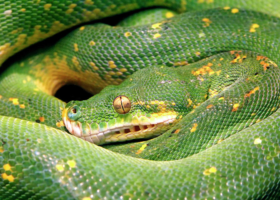 Green Tree Python Photograph by Daniel Caracappa - Fine Art America