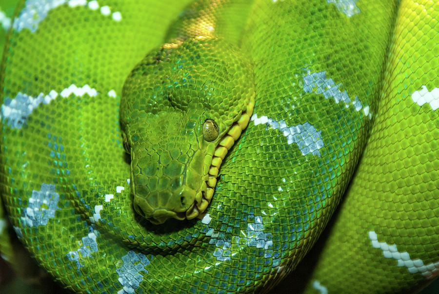 Green Tree Python Photograph by Javier Flores - Fine Art America