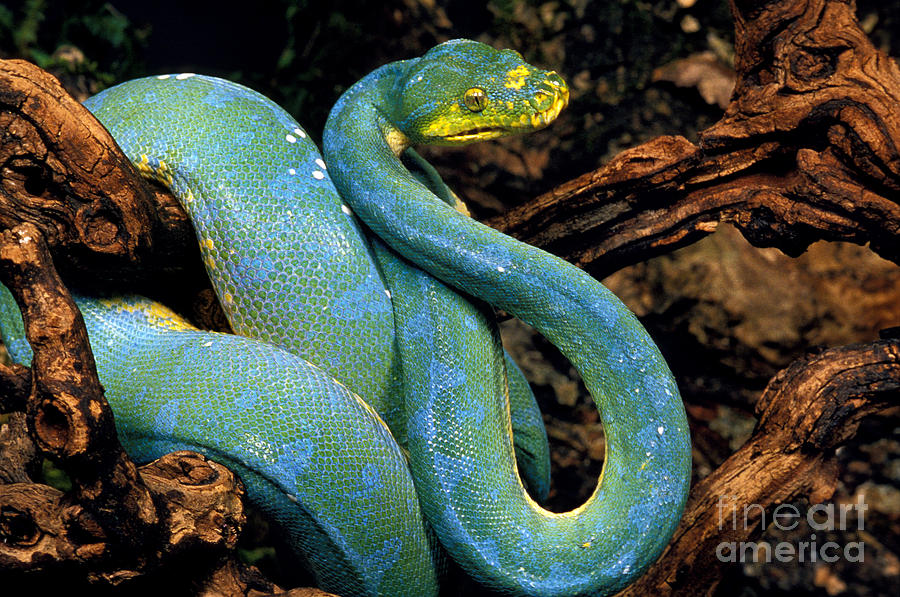 Green Tree Python Morelia Viridis Photograph by Gerard Lacz