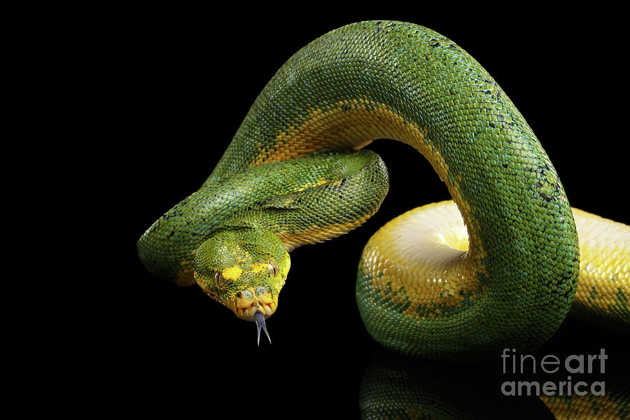 Snake Photograph - Green Tree Python. Morelia viridis. Isolated black background by Sergey Taran