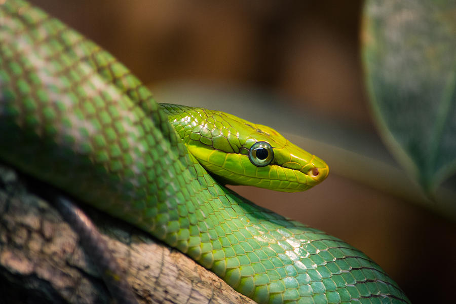 Green Tree Snake Photograph By Benjamin Boeckle