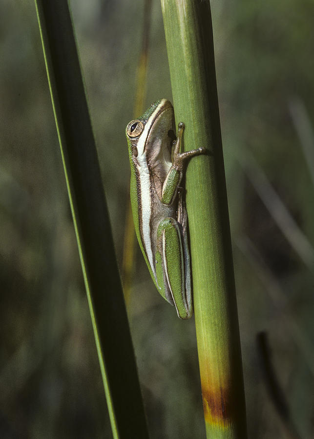 Green Treefrog Photograph by Robert Potts