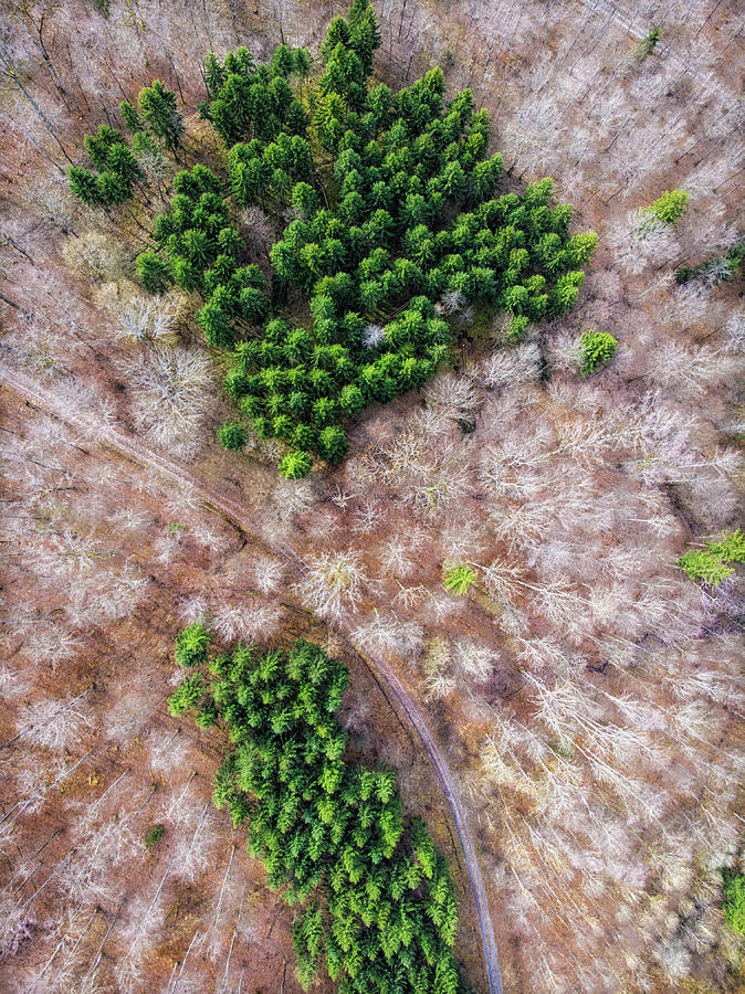Green trees and bare trees from above Photograph by Matthias Hauser