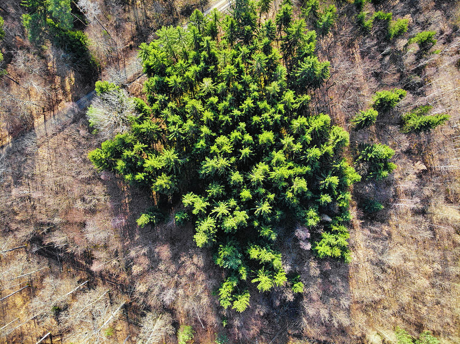 Green trees in brown forest aerial view Photograph by Matthias Hauser