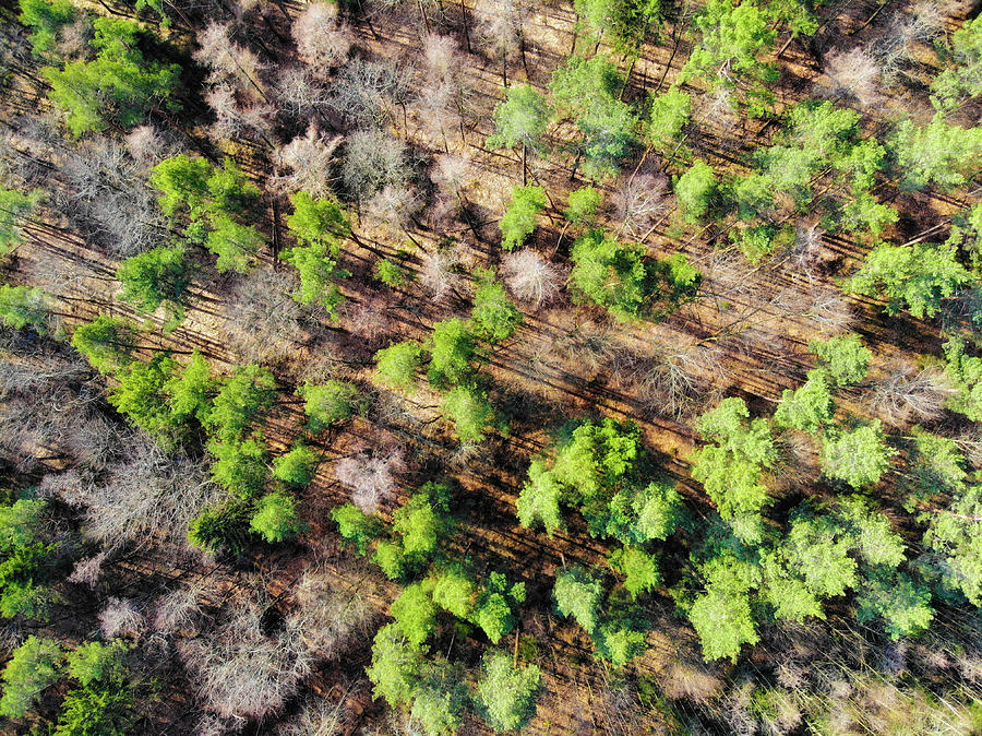 Green trees in forest aerial view Photograph by Matthias Hauser