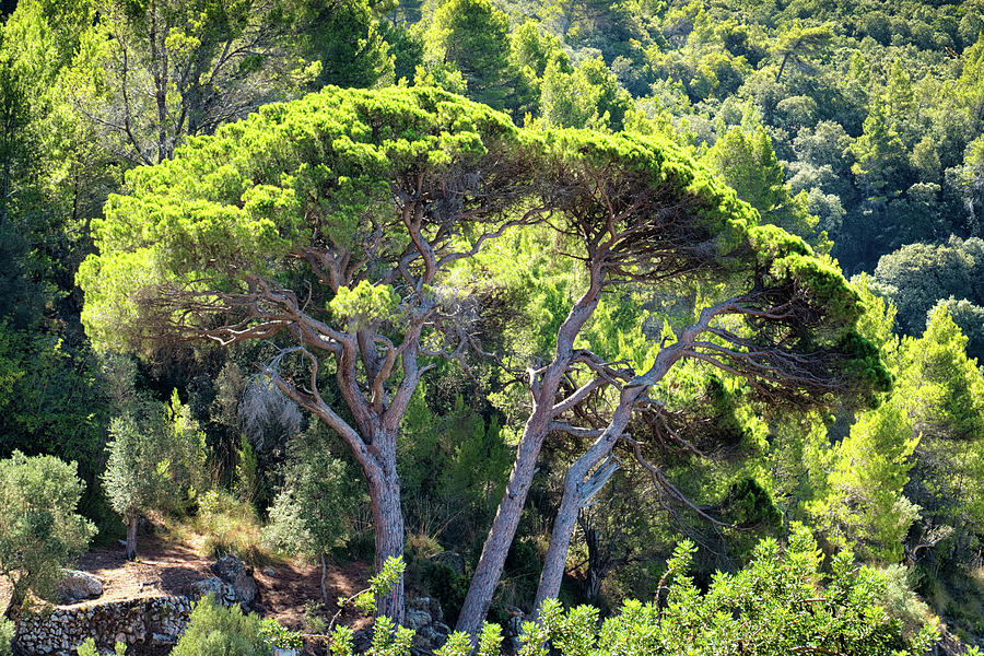 Green Trees In Mallorca Photograph By Matthias Hauser 