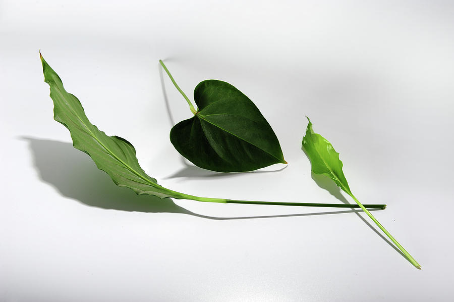 Nature Photograph - Green Trio by Randi Grace Nilsberg