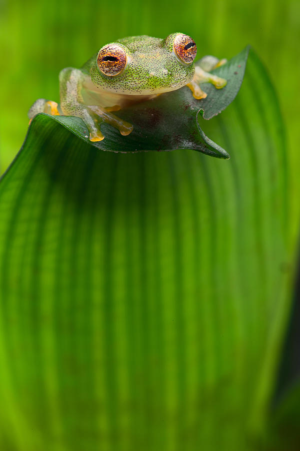 Jungle Photograph - Green Tropiacl Glass Frog by Dirk Ercken