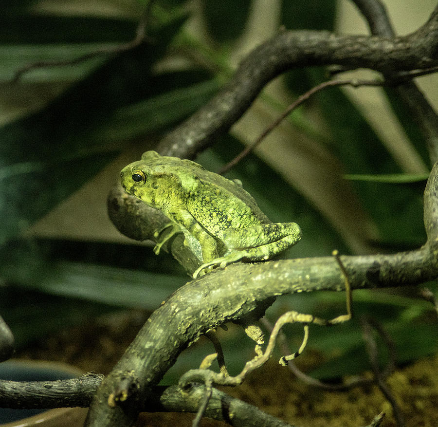 Green Tropical Frog Croaking Photograph by Douglas Barnett