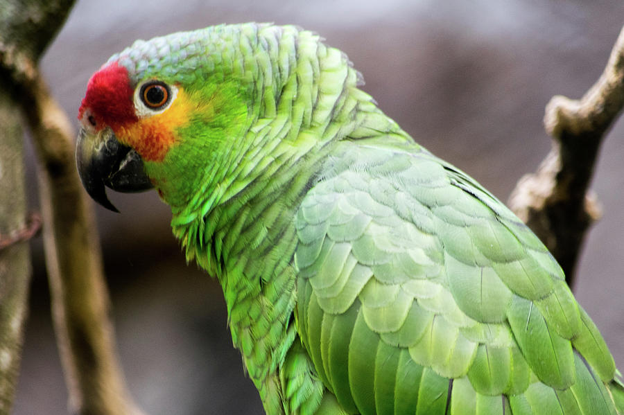 tropical green parrot