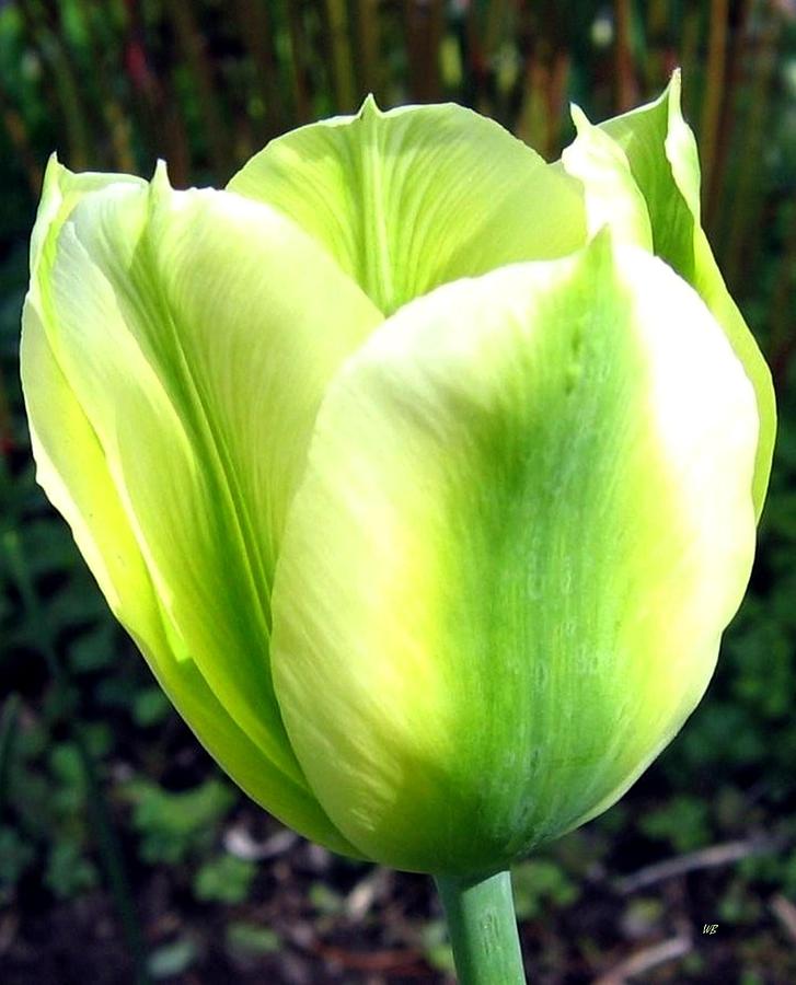 Green Tulip Photograph by Will Borden