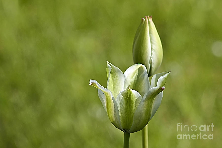Green Tulips Photograph by Teresa Zieba