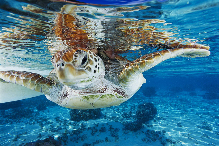 Green Turtle Photograph by Alexis Rosenfeld