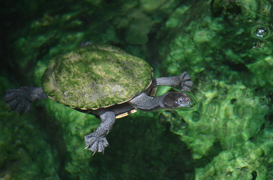 Green Turtle Photograph By Cara Siera 