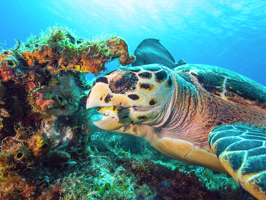 Green Turtle Dining by Matt Swinden Green Turtle Dining by Matt Swinden