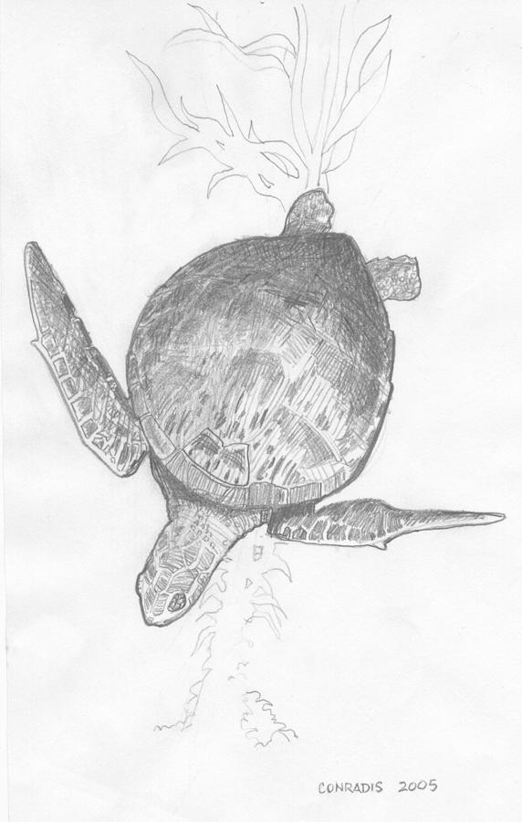 Turtle Drawing - Green Turtle by Gil Conradis