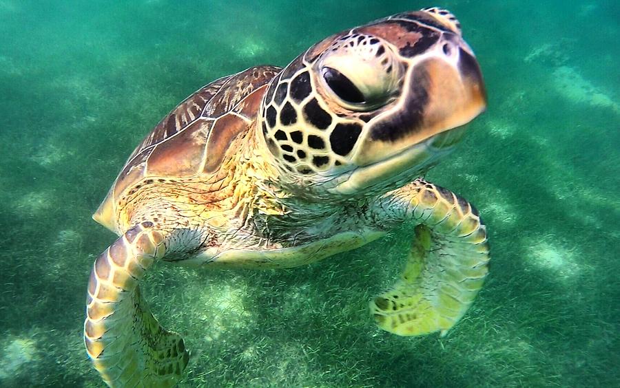 Среда обитания зеленой черепахи. Зеленая морская черепаха. Морская суповая черепаха. Зеленая суповая черепаха. Международная красная книга зеленая морская черепаха.