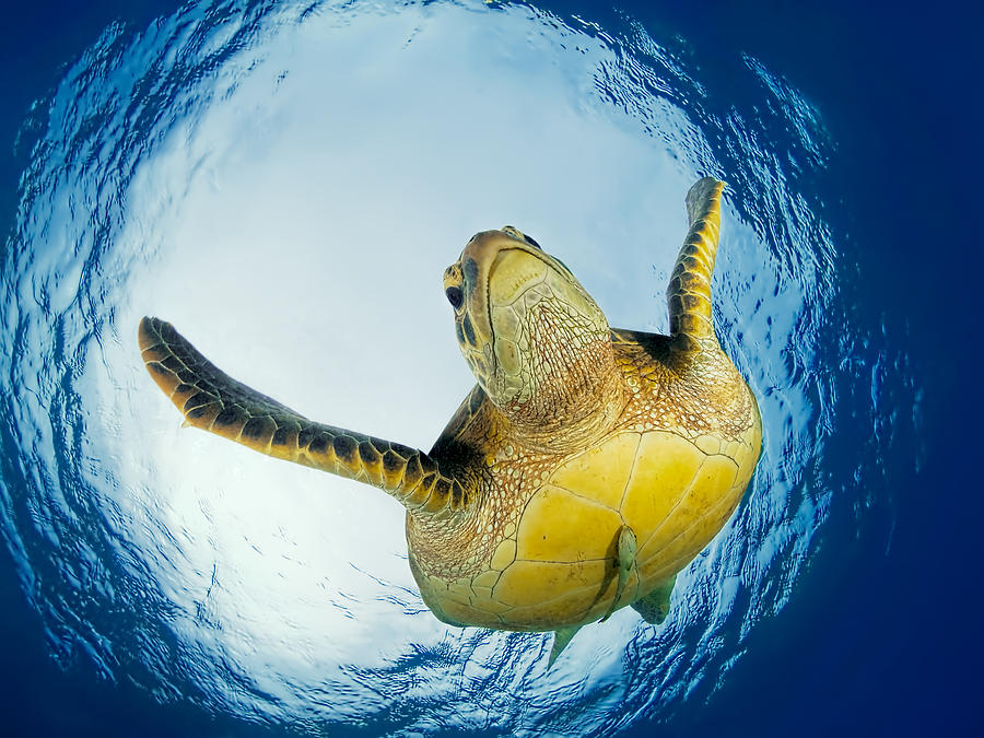 Turtle Photograph - Green Turtle Just Below Surface by Henry Jager