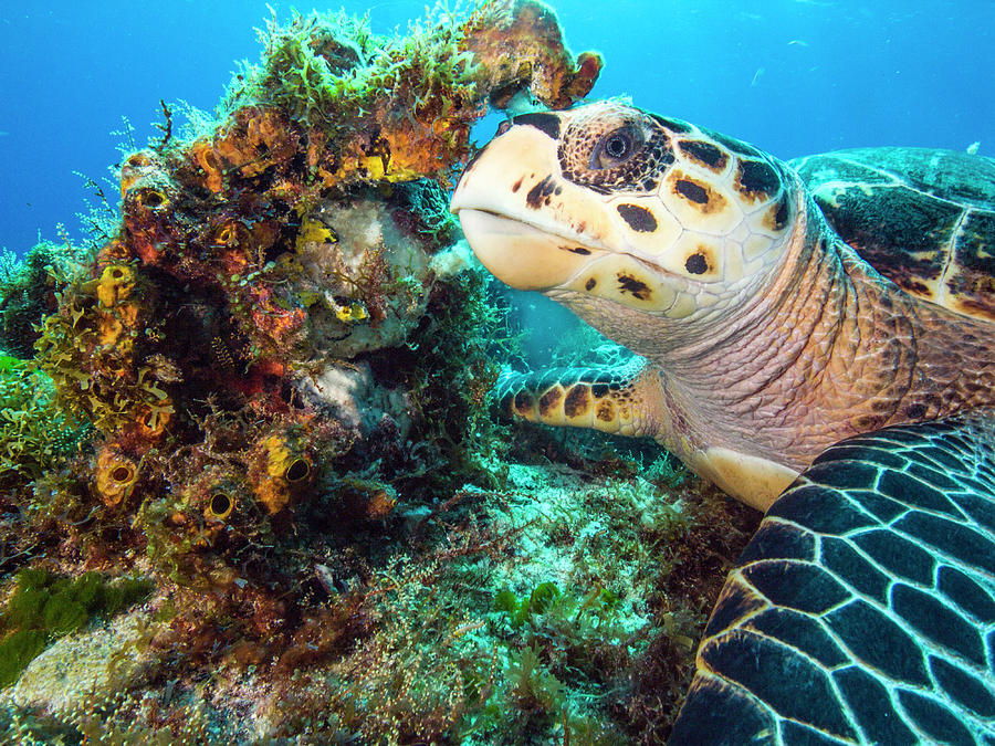 Green Turtle Profile Photograph by Matt Swinden - Fine Art America