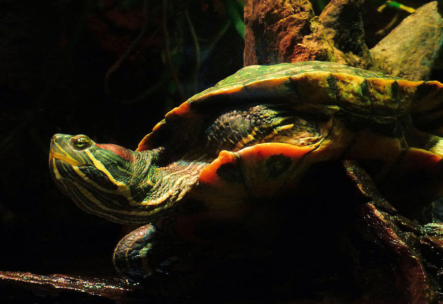 Slider Turtle Photograph by Rosalie Scanlon
