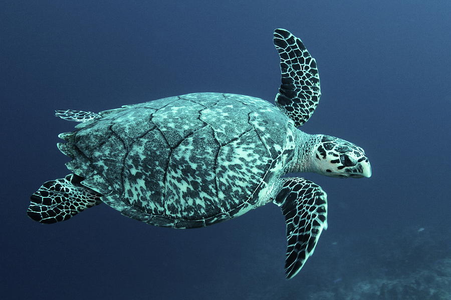Green Turtle Photograph by Roupen Baker