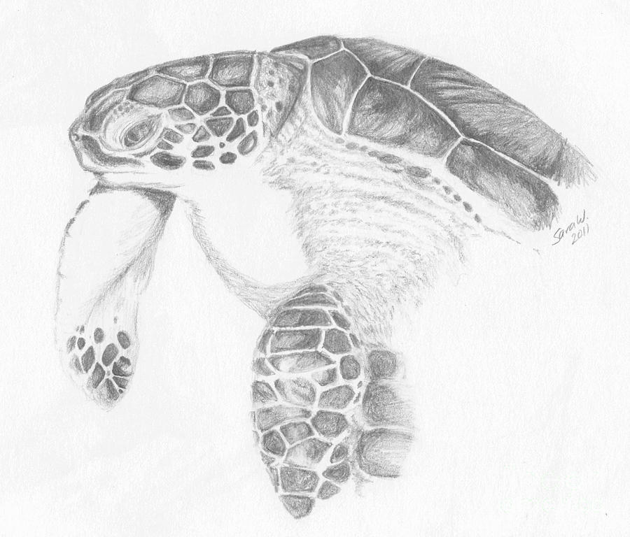 Green Turtle Drawing by Sara Williams - Fine Art America