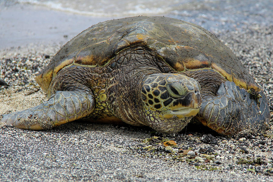 Green Turtle Photograph by SnapHound Photography - Fine Art America