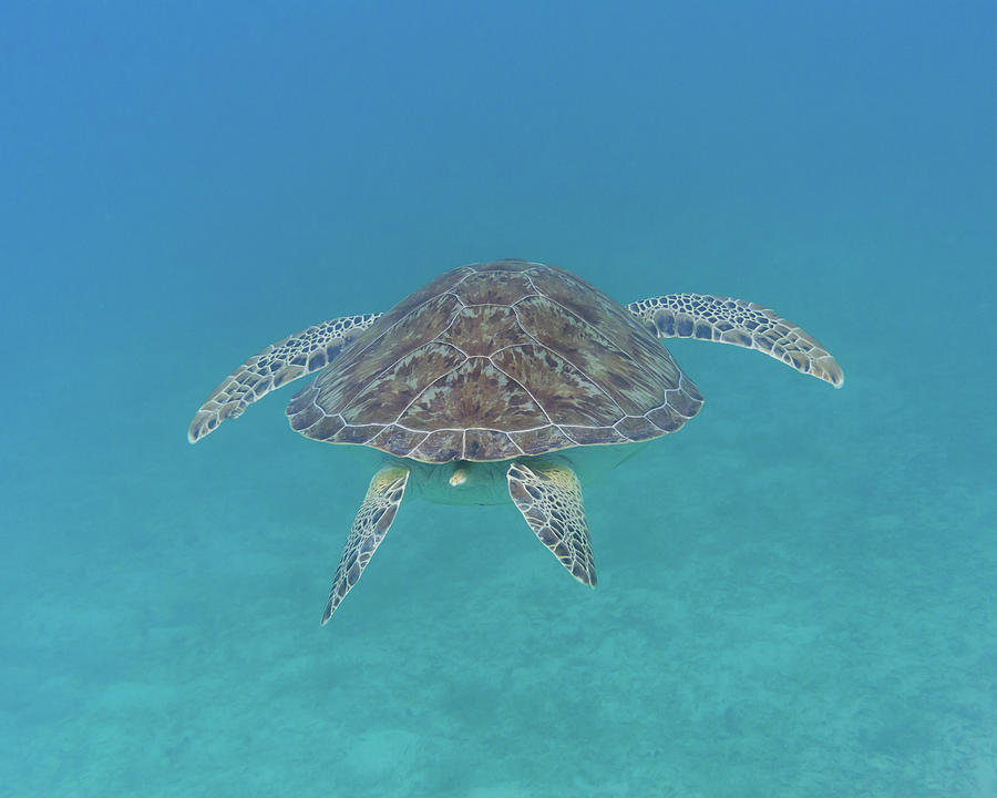 Green Turtle Swims Away Photograph by Kelly VanDellen