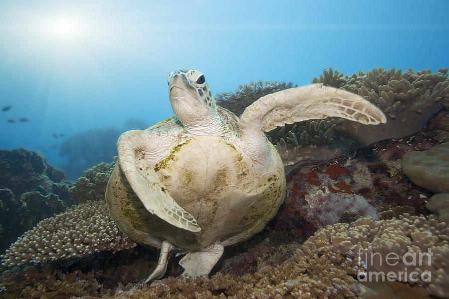 Turtle Photograph - Green turtle underwater by MotHaiBaPhoto Prints