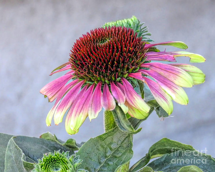 Green Twister Coneflower Photograph by Janice Drew