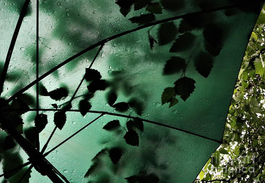 Green Umbrella Under The River Birch Tree Photograph