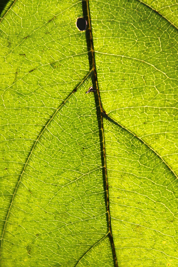 Fall Photograph - Green Veins by Lauri Novak