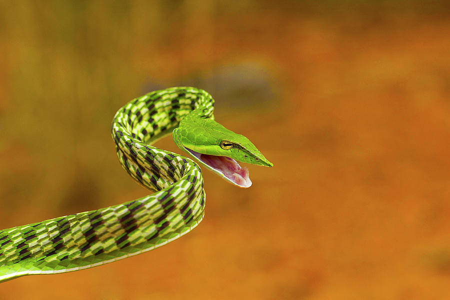 Green vine snake, Ahaetulla nasuta Photograph by Nilesh Mane - Pixels