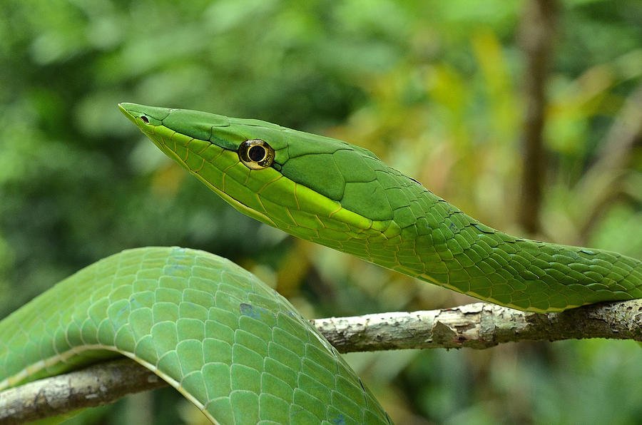 Green Vine Snake Photograph by Bryce Trevett - Fine Art America