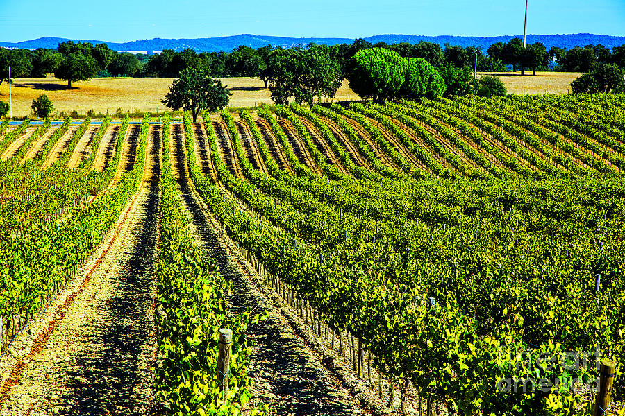 Green Vineyards Photograph by Rick Bragan
