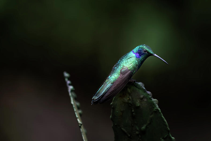 Green Violet Ear Hummingbird Photograph by James David Phenicie