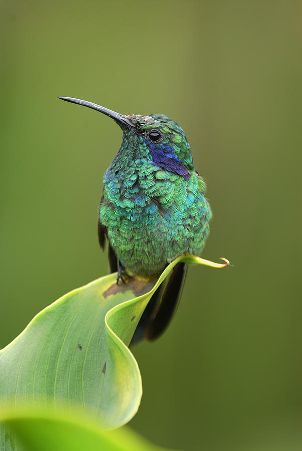Bird Photograph - Green Violet-ear Hummingbird by Thomas Marent