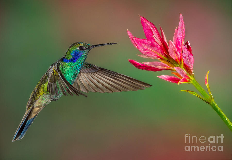 Hummingbird Photograph - Green Violetear Hummingbird by Jerry Fornarotto