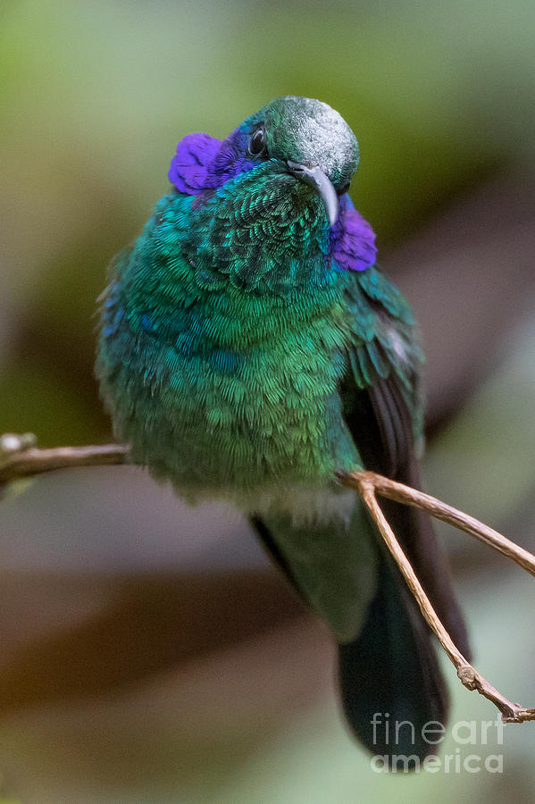 Green Violetear Hummingbird on Twig Photograph by Susan Grube - Fine ...