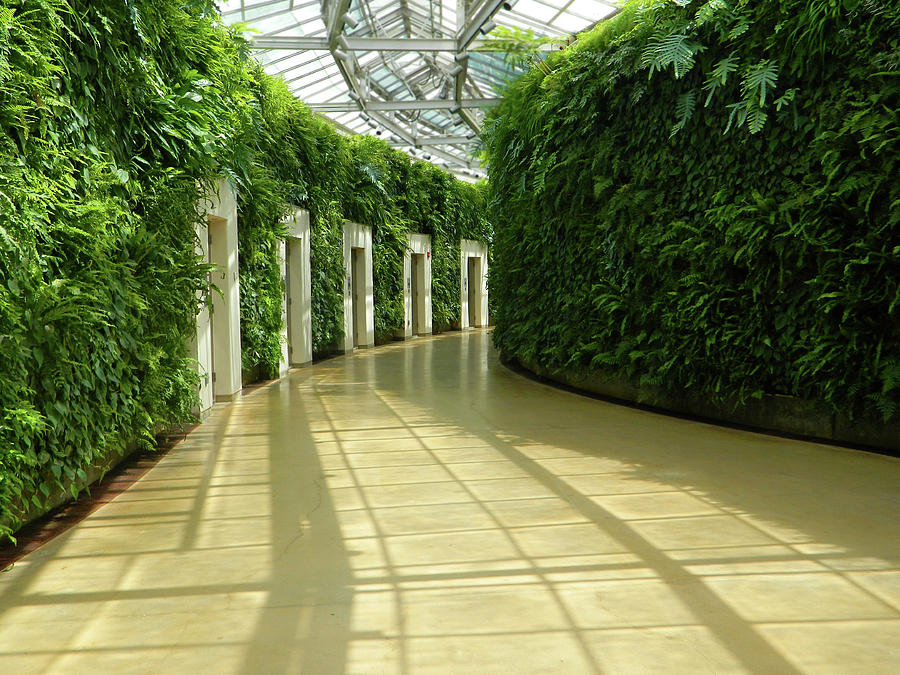 Green Wall At Longwood Gardens Photograph by Emmy Vickers