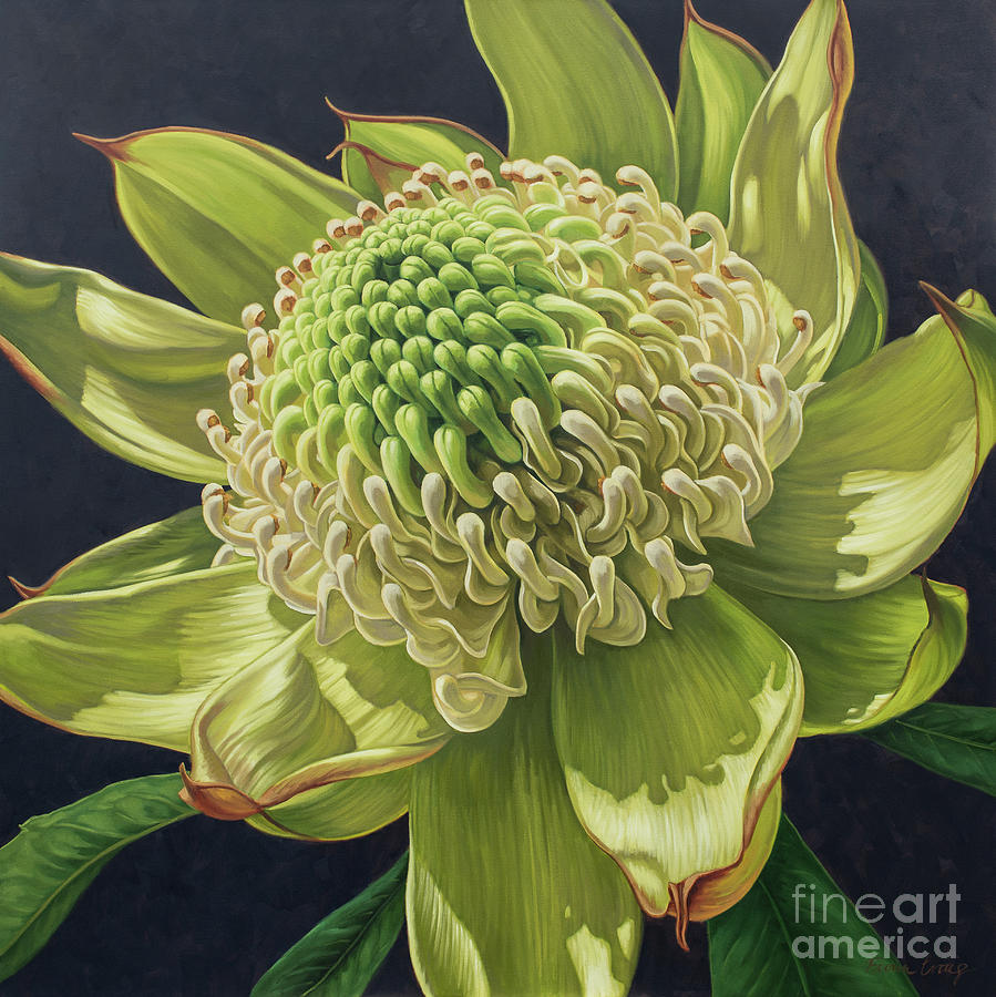 Flower Painting - Green Waratah on Indigo by Fiona Craig