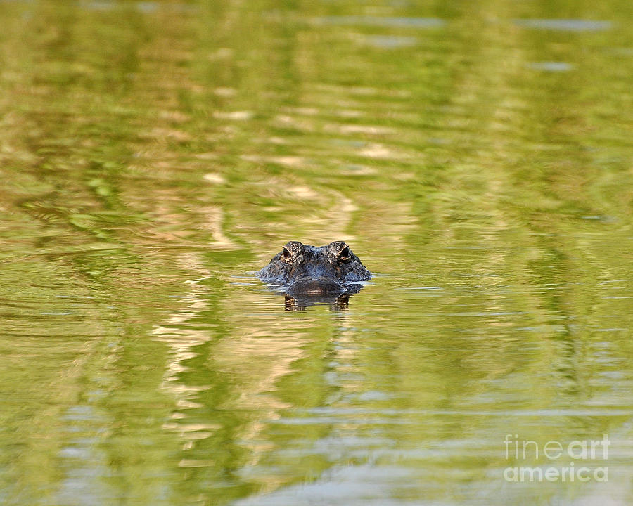 Gator in Green Photograph by Al Powell Photography USA