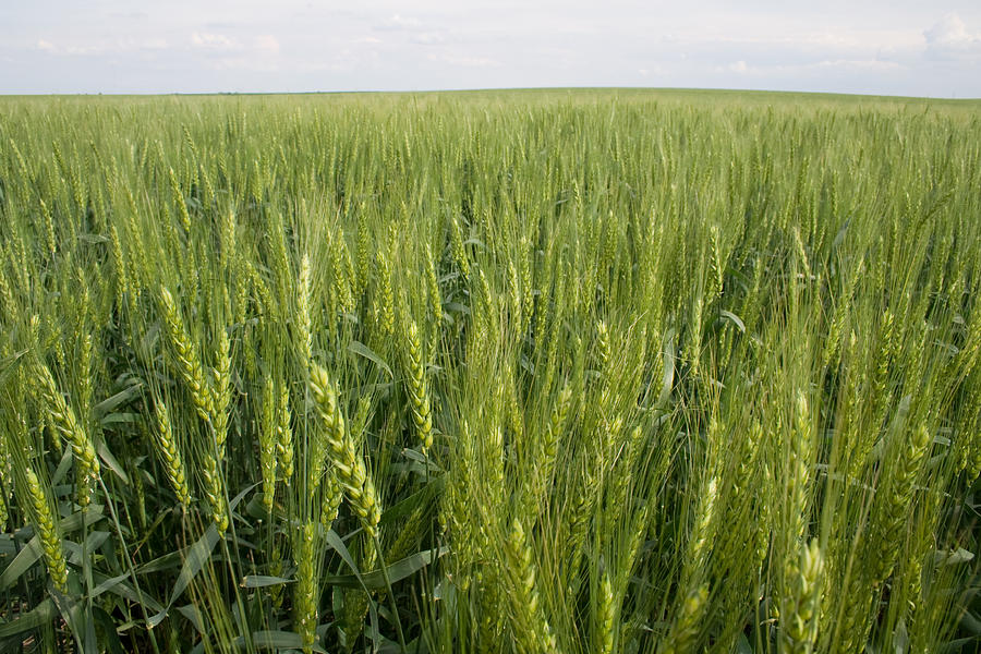 Green Wheat Photograph by Dylan Punke