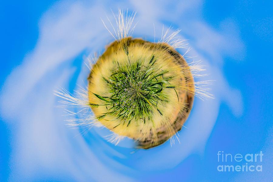 Green wheat - tiny planet Photograph by Claudia M Photography
