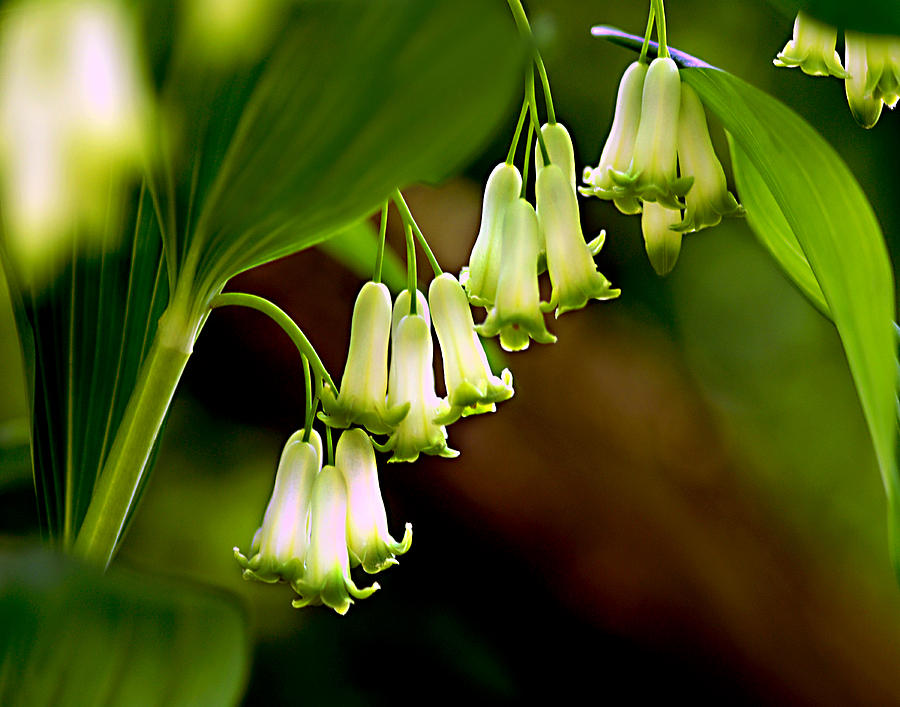 Green White Bells Photograph by JoAnn Lense