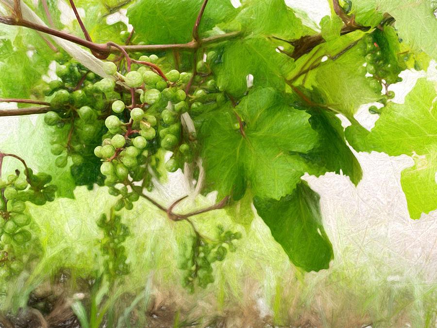 Green Wild Grapes Photograph by John Williams