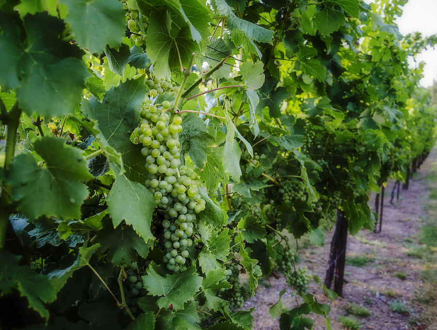 Green Wine Grapes 3 Photograph by Pelo Blanco Photo