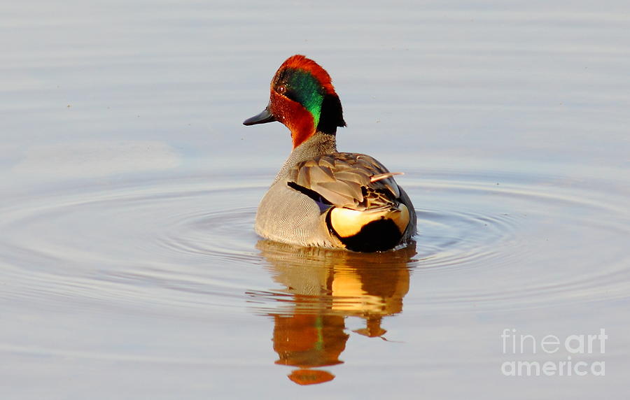 Green Wing Teal At Sunrise Photograph by Robert Frederick