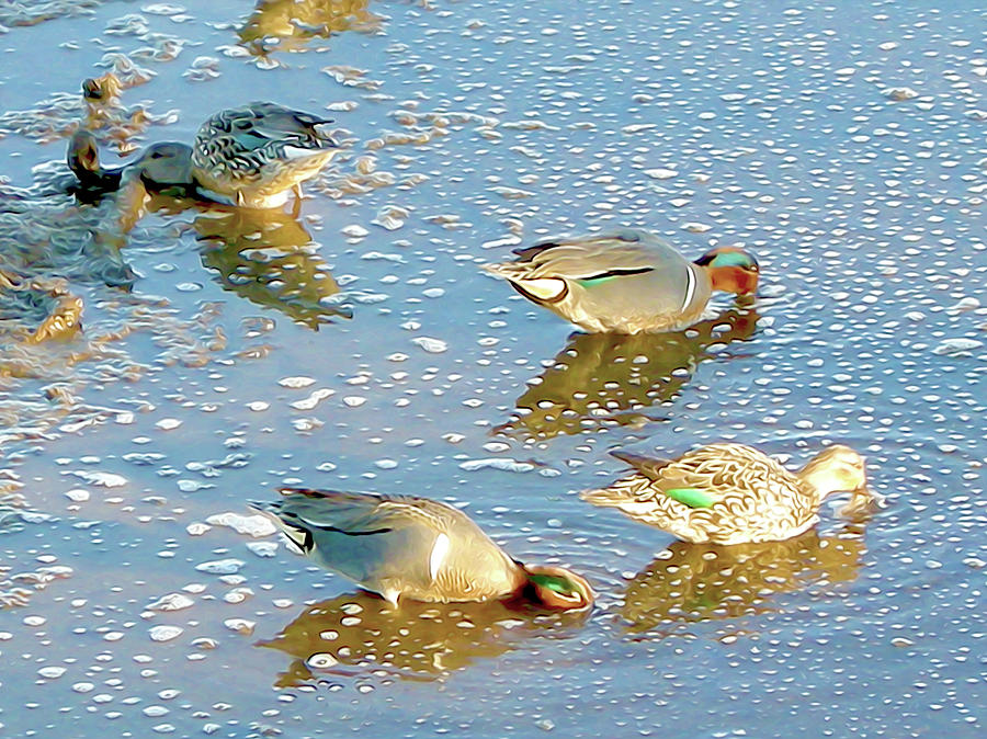 Green Wing Teal Feeding Photograph by Linda Carruth