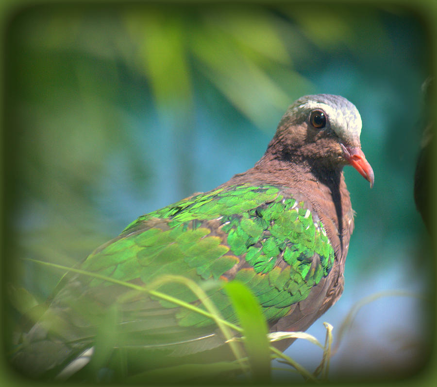 Green-winged Dove  Chalcophaps indica Photograph by Nathan Abbott